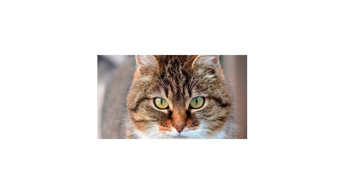 Significado de soñar con gatos: ¿Buena suerte?