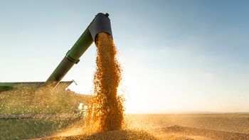 La otra cara de la sequía: la soja sigue en alza y alcanzó su precio más alto en siete meses