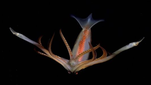 El New York Times se metió en la pelea de Milei contra el Conicet