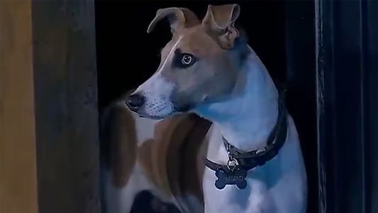 La organización que rescató a Arturo pide que lo saquen de Gran Hermano: No es un hogar adecuado