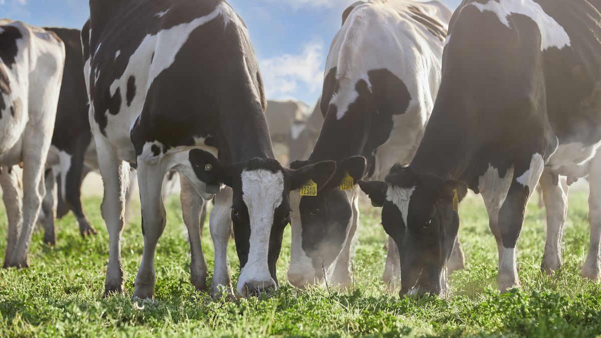 Los productos lácteos de Mastellone tendrán el sello IRAM que certifica el sistema de gestión de Bienestar Animal.