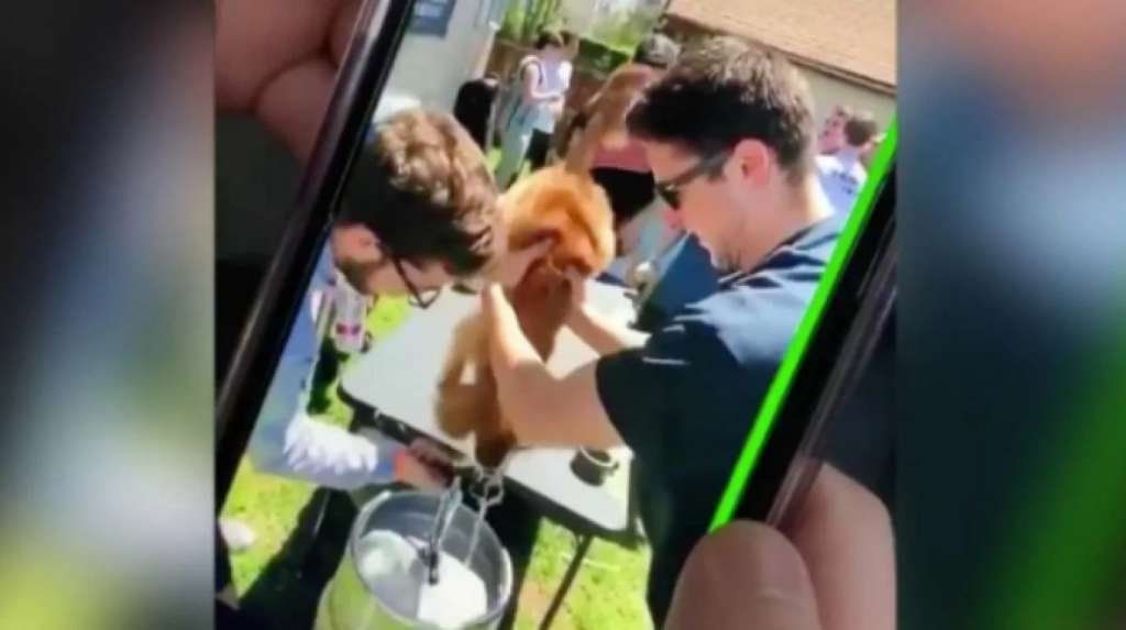 Polémico video: estudiantes universitarios obligaron a un perro a tomar cerveza