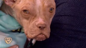 Conocé a Bricia, la perra que adoptaron Tinelli y Valdés