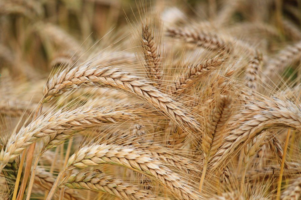 La nueva campaña fina tendrá al trigo como protagonista. Sin embargo