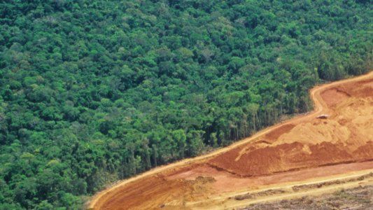 En 2018 los bosques vírgenes perdieron una superficie del tamaño de Bélgica
