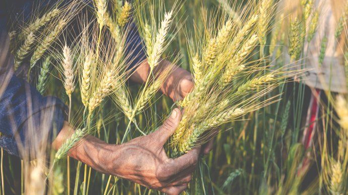 Pronostican una producción de trigo récord que aportará más de 4.000 millones de dólares en meses calientes