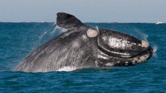 Animales en Argentina: los más destacados