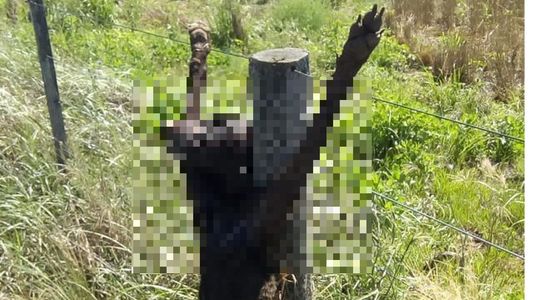 Aberrante: mataron y crucificaron a un perro en una estancia de San Luis