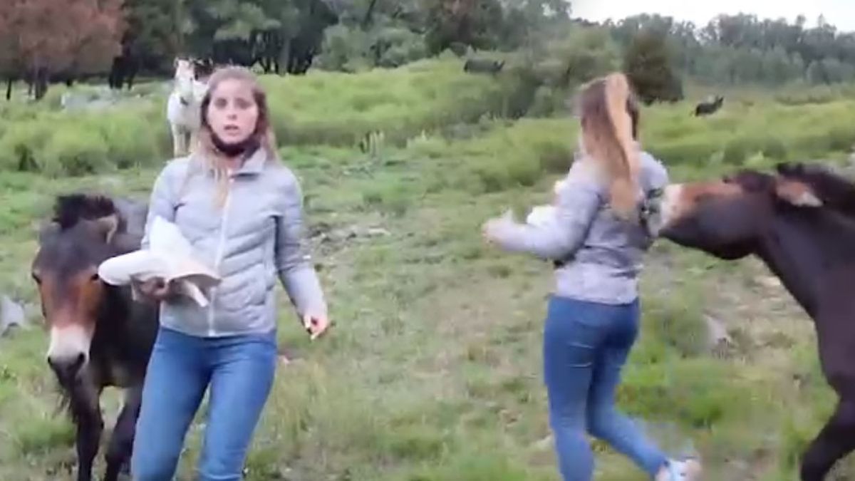 Agustina Lucero, periodista y novia de Gonza Vázquez, la pasó mal en Tandil con un burro