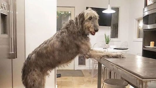 Poco común: este perro tiene ocho meses y ya pesa más de 65 kilos