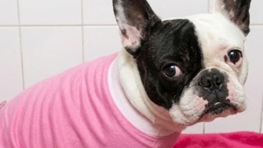 Llevó a su perra a la veterinaria para bañarla, se la entregaron muerta y ahora recibió una indemnización millonaria