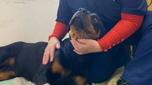 La condenable justificación de un hombre que le pegó cuatro tiros a su perra