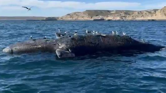 La peculiar toxicidad que causó alerta y mató a decenas de ballenas en la Península Valdés