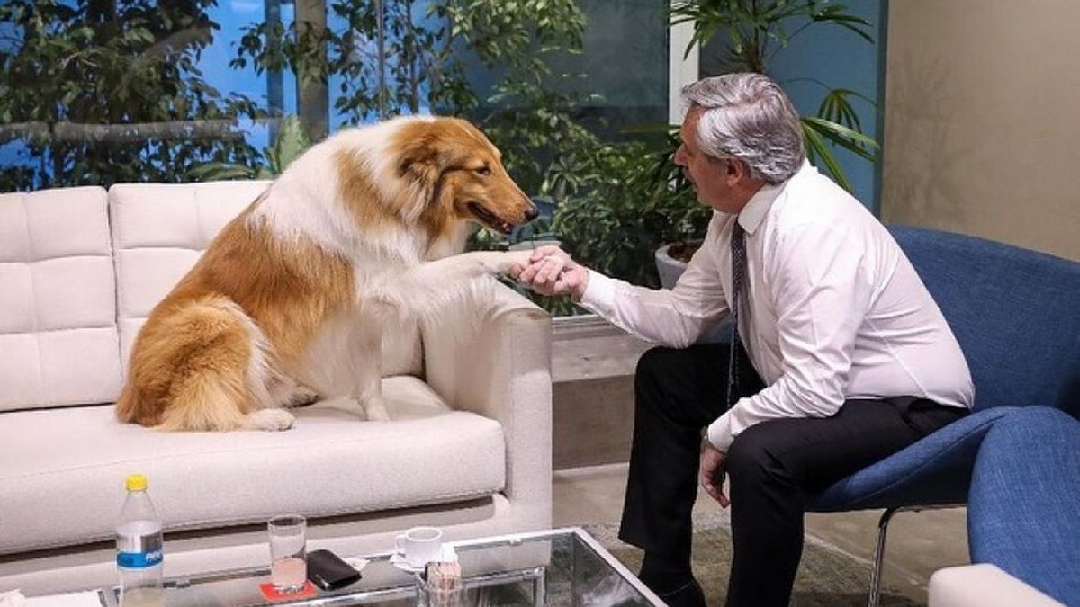 Dylan, el perro de Alberto Fernández, saludó a Brownie, la primera mascota presidencial de Chile