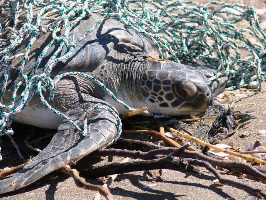 Más del 80% de los residuos encontrados en las playas bonaerenses son plásticos