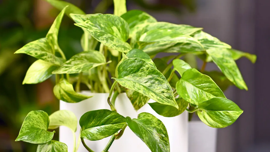 Cuál es la planta de interiores que recomienda la NASA para eliminar las sustancias cancerígenas