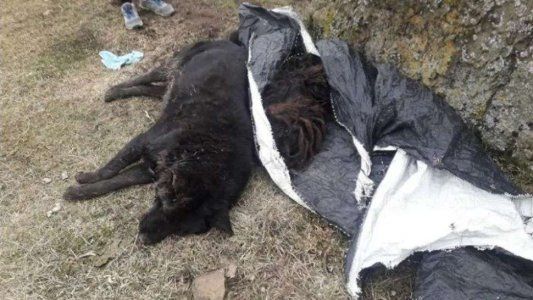 Hallan más de 60 perros muertos en la ciudad de Río Turbio