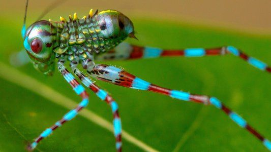 Cada vez hay menos insectos en el mundo: por qué no es una buena noticia