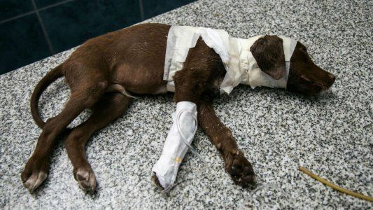 Condenan a un año de prisión al asesino del perro Chocolate