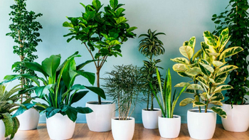 Significado de los sueños con plantas: lo que crece (o se marchita) adentro tuyo