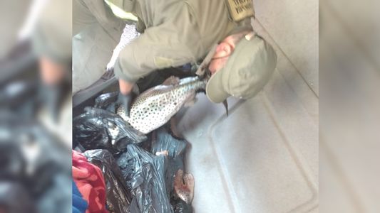 Detienen a dos hombres por trasladar pescados escondidos