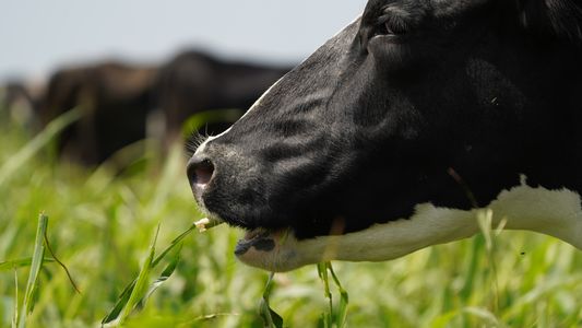 El insólito y trágico caso del ternero que nació con dos cabezas en un tambo de Córdoba