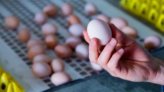 ¿Cómo se deben limpiar los huevos y dónde guardarlos?