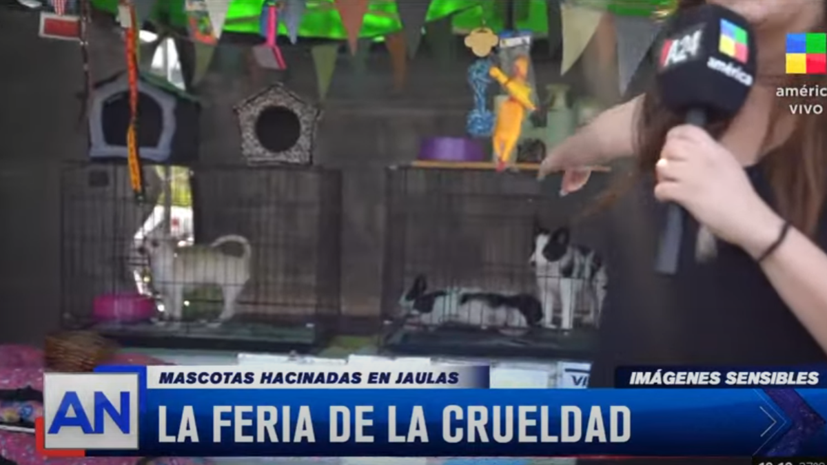 Feria de mascotas al sol: venden perros y gatos al costado de la ruta y bajo maltrato. (Captura)