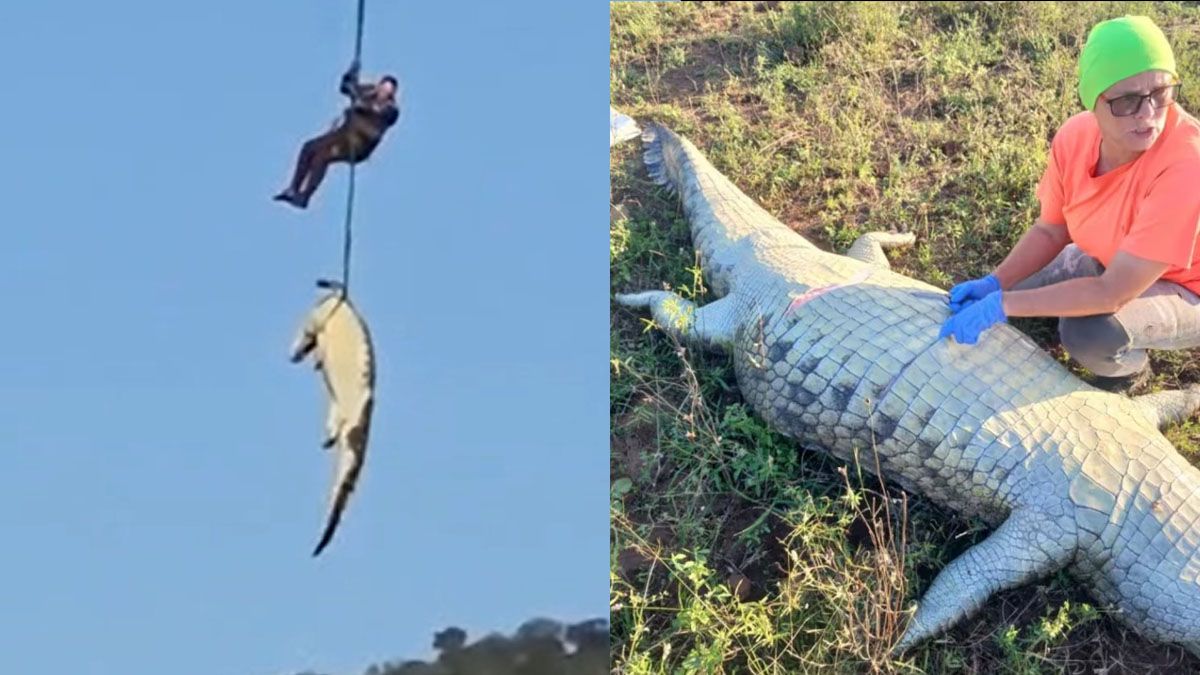 Un enorme cocodrilo