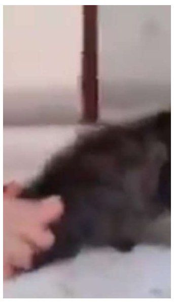 Macabro video: buscan a niñas que mataron un gato para cumplir un reto en redes sociales