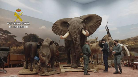 España: cómo es la impactante colección de animales embalsamados que encontraron en un museo clandestino