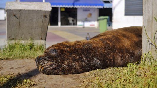Cambio climático y pandemia: qué podemos aprender tras el confinamiento de los humanos