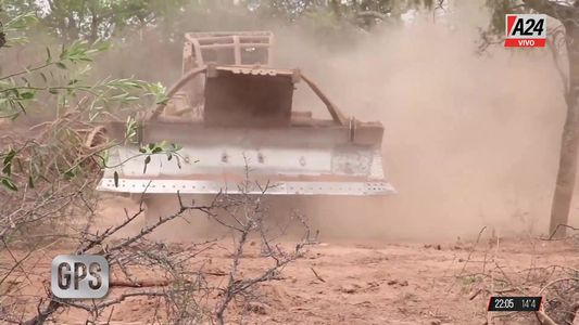 Exclusivo GPS: el fiscal Sabadini solicitó una medida cautelar para que cesen los desmontes de bosques nativos en Chaco