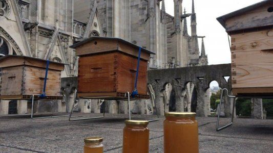 Notre Dame: se conoció el destino de las 150 mil abejas que viven en la catedral