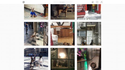 La cuenta de Instagram que retrata a perros esperando a sus dueños