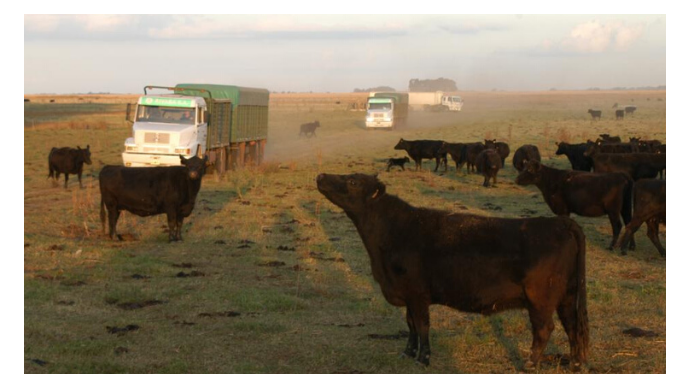El campo y sus esquemas defensivos: mismas superficies, compras de insumos anticipadas y postergación de proyectos nuevos