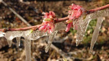 Las heladas jaquean a la producción de frutas: en Mendoza señalan que es la mayor crisis climática en 30 años