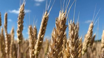 Por la guerra en Ucrania, la ONU advirtió sobre un nuevo récord en el precio de los alimentos