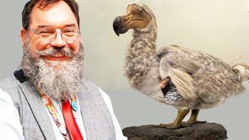 El Dodo no era ni gordo ni torpe, dice el científico que busca volver a la vida al ave (Foto: A24.com).
