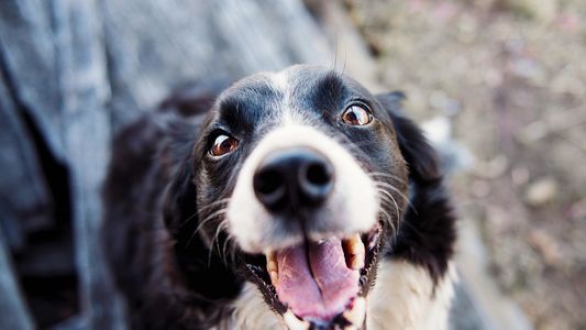 La verdad detrás del LLANTO de los PERROS: ¿por qué lloran?