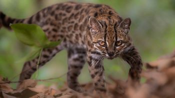 Tilcayo, el pequeño animal que es noticia mundial tras ser identificado como una nueva especie