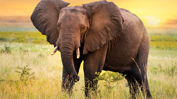 Un elefante pisó a una mujer, la mató y luego fue a su funeral para aplastar el cadáver