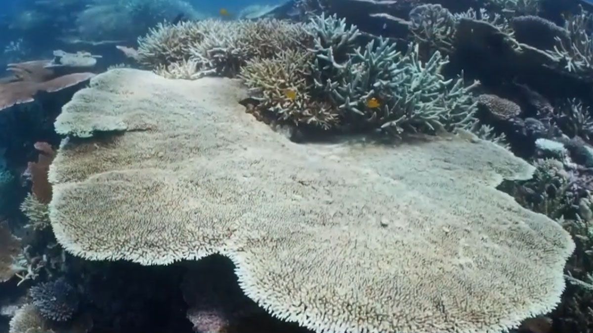 El cambio climático amenaza la existencia de un patrimonio natural de la humanidad en Oceanía (Foto: captura de TV).
