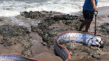 Capturaron un ejemplar de pez remo: ¿Cuenta regresiva para una catástrofe climática?