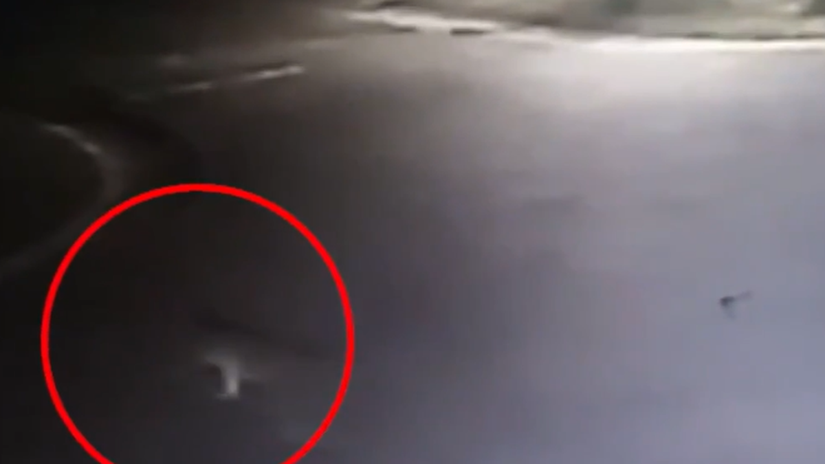 El Puma volvió a aparecer en Pilar. 