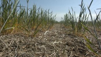 ¿Llega el frío? Después de la ola de calor, bajaría fuertemente la temperatura en el área agrícola