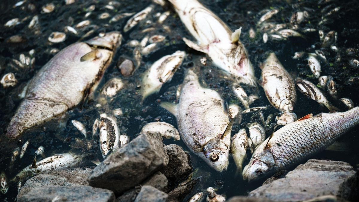 Toneladas de peces muertos flotan sobre el río Oder