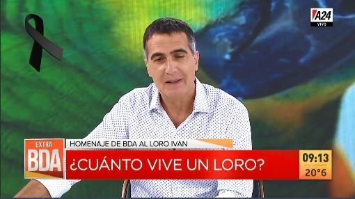 ¿Cuánto vive un loro en la Ciudad y la provincia de Buenos Aires?