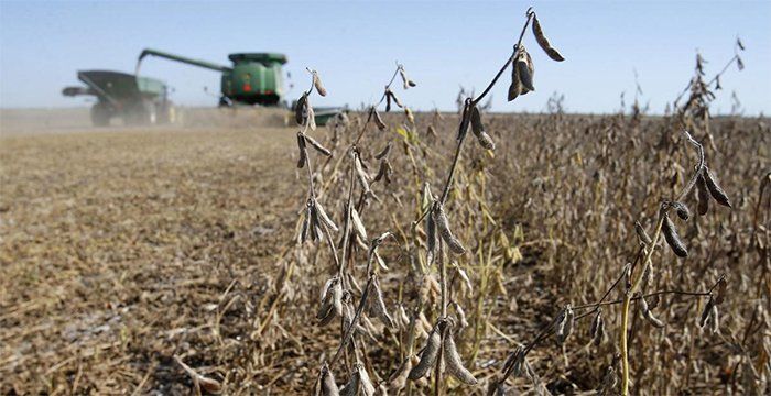Menos dólares: por el clima, la producción de soja caería en más de 3 millones de toneladas