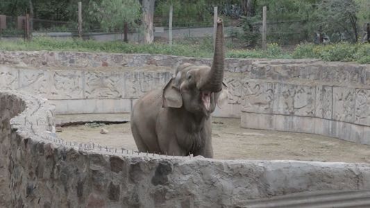 Tras más de un año de espera, dos elefantes viajarán desde Mendoza a un santuario en Brasil